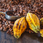What is a cacao pod?