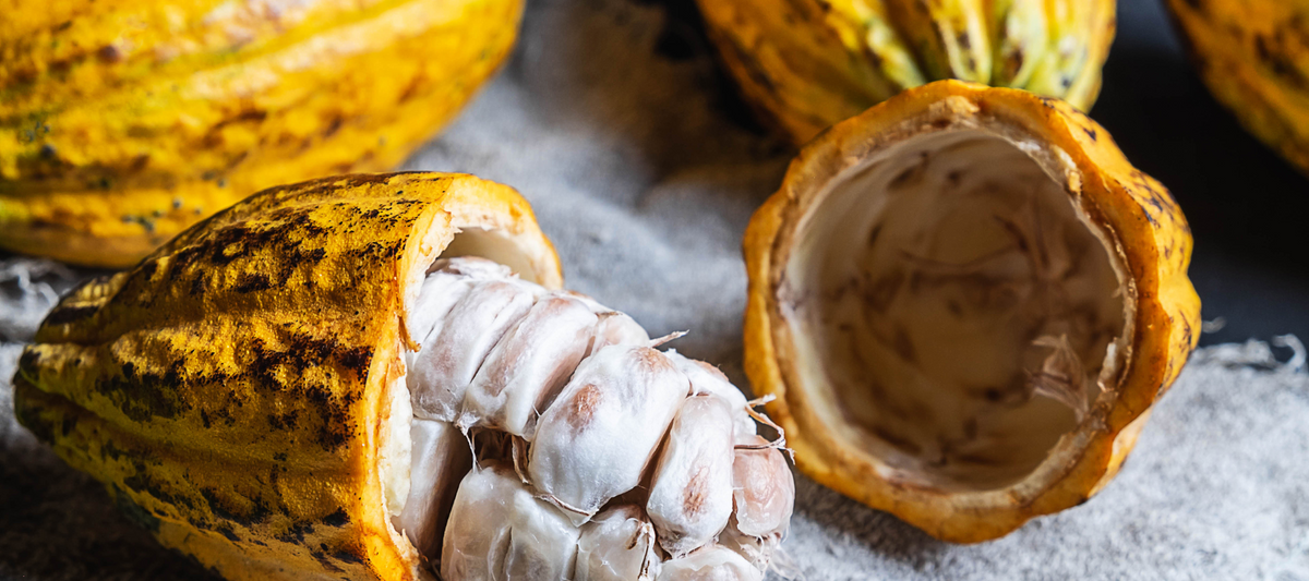 WHAT IS A CACAO POD?